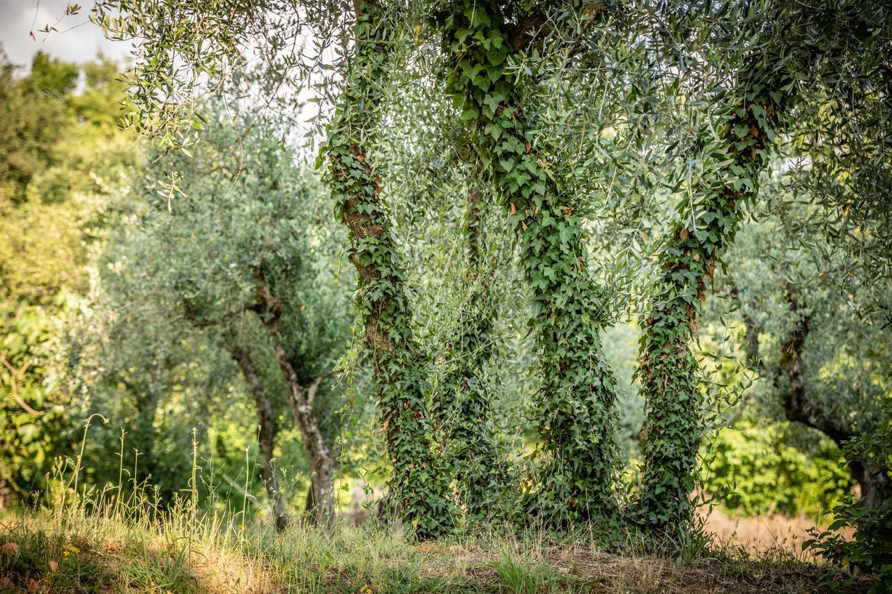 Hotel Ristorante Casa Volpi Arezzo Buitenkant foto